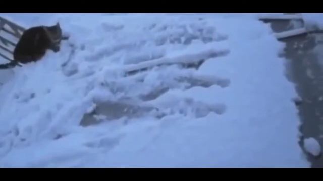 Смешные коты смотреть онлайн