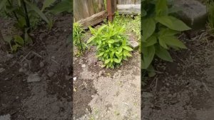 Грецкий орех замерз?,мои новые детишки🤔🥀