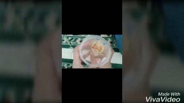 Perkecambahan biji Monokotil dan biji Dikotil смотреть онлайн