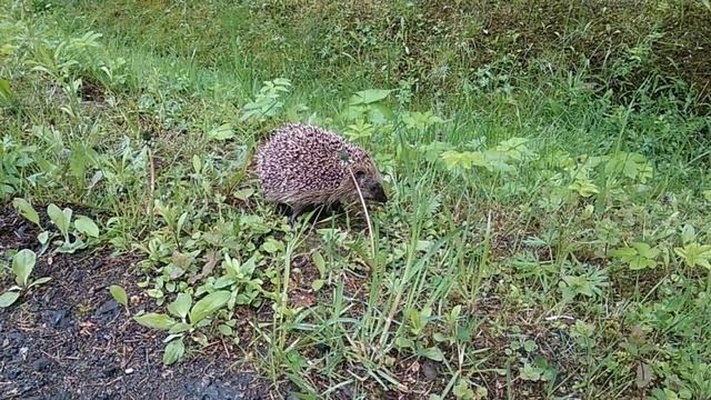 ЕЖИК , ПОСЛЕ САМОИЗОЛЯЦИИ./ Hedgehog, AFTER SELF-INSULATION.