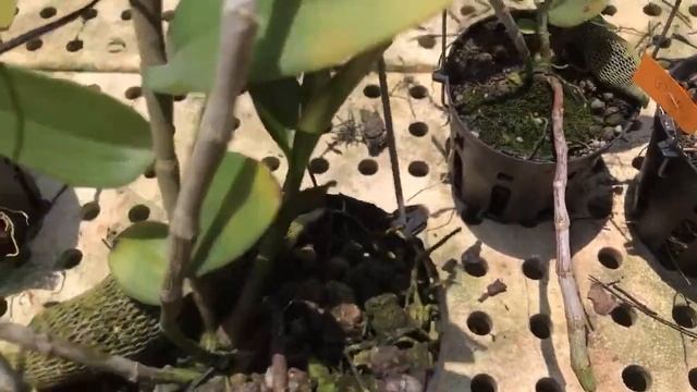 Châu như bệt... và giả hạc nụ... 0395.335.334 смотреть онлайн