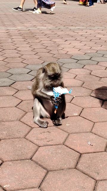 Обезьянки тоже любят мороженое 😄🐒🍦 смотреть онлайн