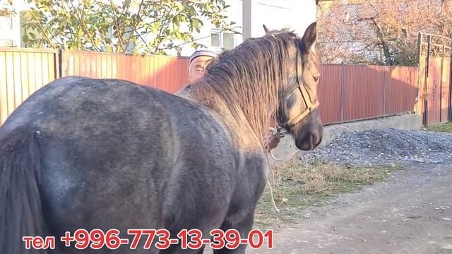 Кунан Аксакалда👍24 октября 2023 г. смотреть онлайн