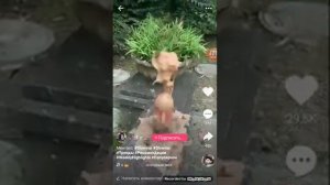 Обманщики в лайке и оскорбители кидаем жалобы