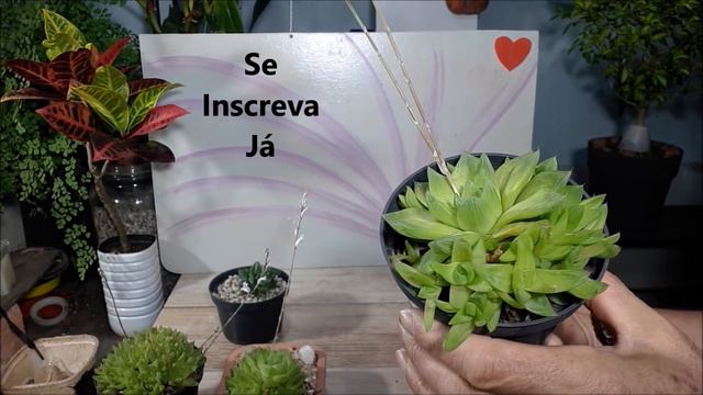 Haworthia cymbiformis com lindas flores смотреть онлайн