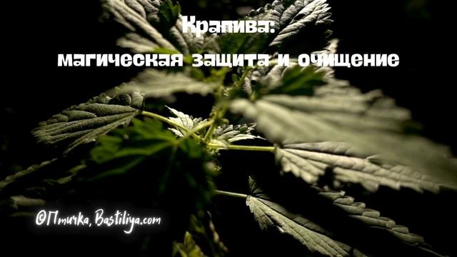 Крапива: защита и очищение от негатива (+обряд) #магиябастилия #защитнаямагия