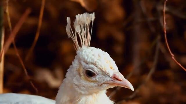 Австрия смотреть онлайн