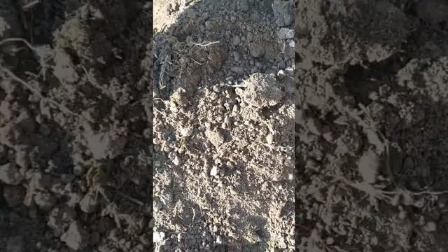 КАРТОШКАДАН ЮҚОРИ ХОСИЛ ОЛИШ ЯНГИ УСУЛИ. смотреть онлайн