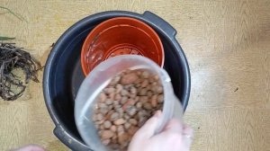 🌿 Пересадка старого АЛОЭ-столетника 🌿 Омоложение алоэ в домашних условиях