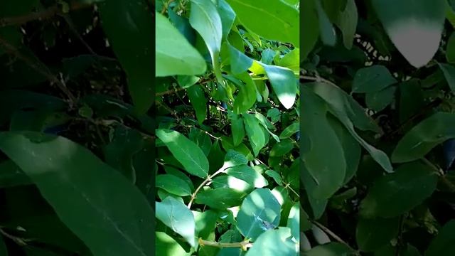 жарко. жимолость осыпается ещё быстрее обычного. смотреть онлайн