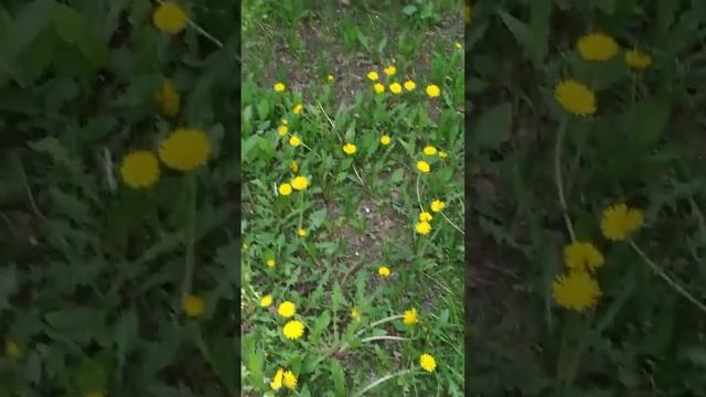 одуванчиковое море смотреть онлайн