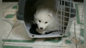 ВРЕДИНА ЛАЙФ|ОБЗОР ВЛОГОВ(2)