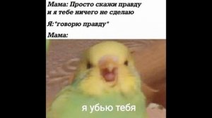 Мемы с попугаями + пак картинок. Часть 4