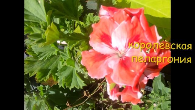Как преобразить неприглядный уголок сада. #горшечный_садик