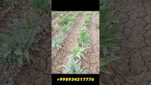 Kavrak  Kuhiston haqida qisqacha malumot murojat uchun Tel +998934217776