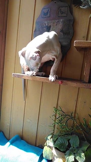 А у меня в ушах солнце! Котёнок породы украинский левкой( сфинкс). #sphynx