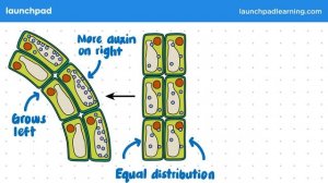 Auxins - GCSE Biology