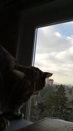 Читос наблюдает за птичками