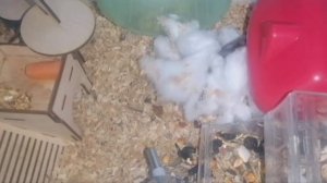 Семейное окружение