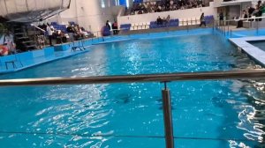 дельфинарий в Набережных Челнах 2 часть