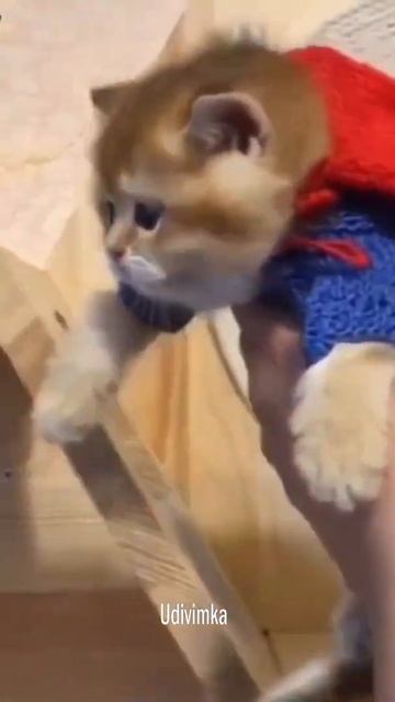 Герой – Розовый плащ #shorts #кот смотреть онлайн