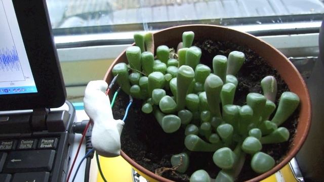 Fenestria Aurantiaca Music смотреть онлайн