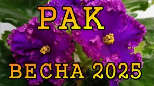 РАК таро прогноз на ВЕСНУ 2025 года (март, апрель, май)