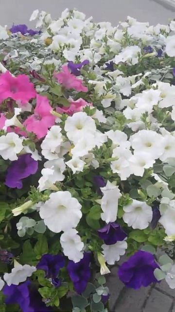 Петунии. Клумба. смотреть онлайн