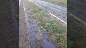 Недостатки полива и подкормки клубники через капельную ленту.