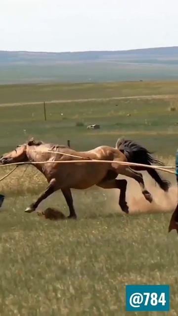 Brown Horse Running 😲!! #shorts #nature #shortsvideo #viralshorts смотреть онлайн