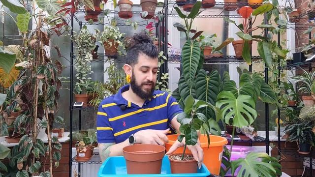 Repot with me (my mango plant that I grew from seed) смотреть онлайн