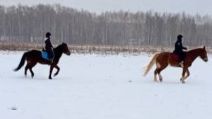 Алена и Каспер, Даша и Аквилон. Рысь в поле. #horse #equestrian #лошади #pony