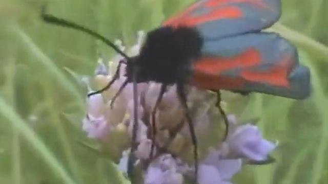 Живёт повсюду красота смотреть онлайн