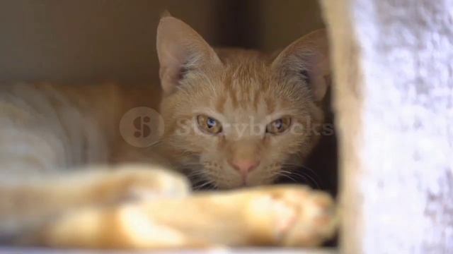 Cat taking an afternoon nap inbox #relaxing #relaxing #sleepsounds #relax #reels #sleep #sleepsound