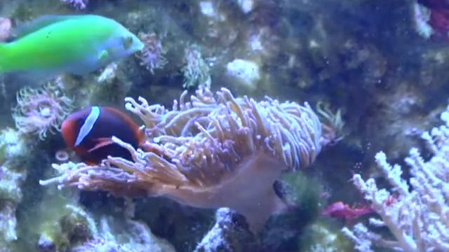 СНГ №60 от 21.11.13 смотреть онлайн