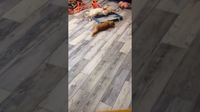 Кот и соска смотреть онлайн