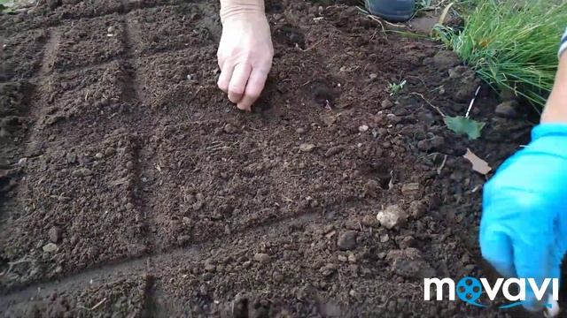КАК САЖАТЬ ЧЕСНОК I Обучение! смотреть онлайн