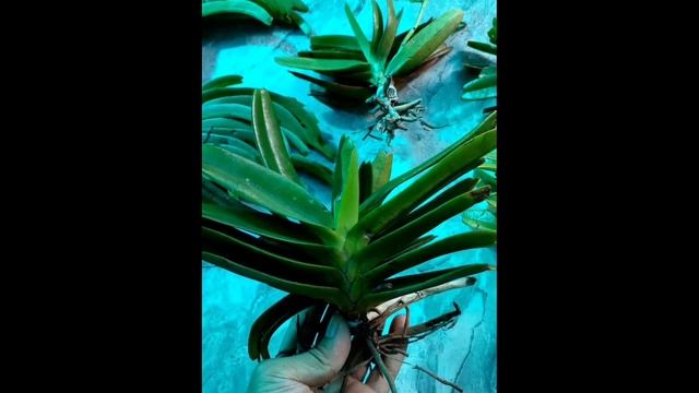 30k 1 bó смотреть онлайн