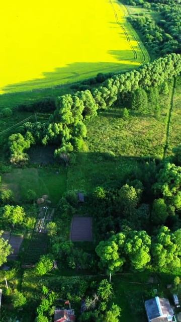 Рапсовое поле снятое на дрон DJI Air2s смотреть онлайн