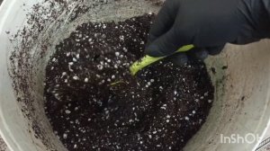 Проращивание семян видовых пионов. Вырос корень. Пересадка в грунт.