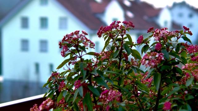 Zcam E2 - Test 2 - DZOFilm 20-70mm