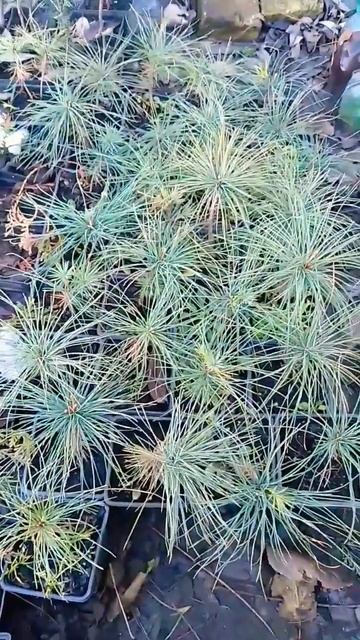 Сосна Веймутова #сосна #сад #садовод смотреть онлайн