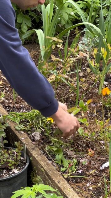 How to turn weeds into fertilizer 🍀 #meangreengarden #weeding #naturalmulch смотреть онлайн