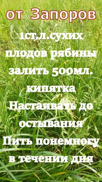 Плоды Рябины от Запоров #shorts