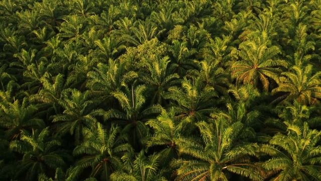 Plantations International Malaysia drone fly over of palm oil plantation смотреть онлайн