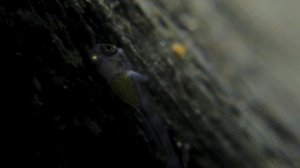 Julidochromis Dickfeldi evolucion crias