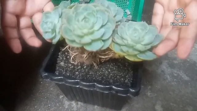 ROSE CABBAGE succulent Propagation /#buhaypinas /Ganito ang paraan ng pagtatanim ko ng Succullent смотреть онлайн