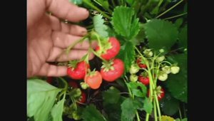 Как защитить клубнику от морозов