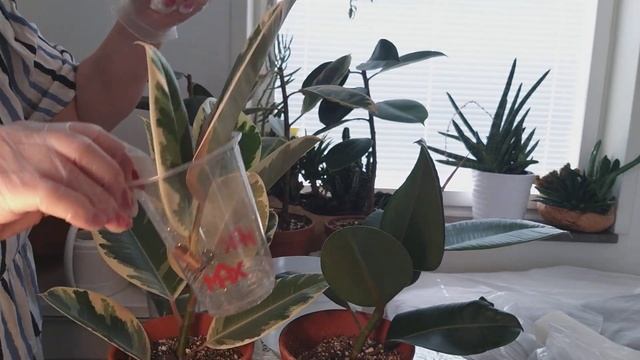 FIKUS ELASTICA PROPAGATIONVIDEO. VILL FÖRGRENA FICUSARNA. JORD OCH VATTENROTNING. смотреть онлайн