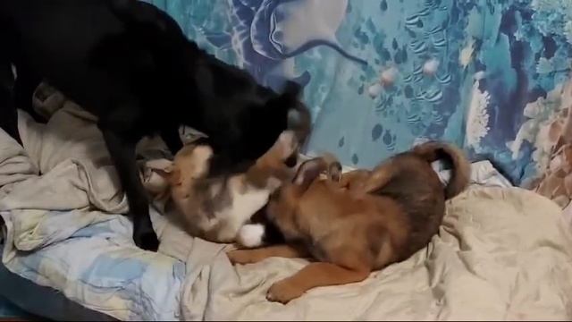 Макс и Алекс ищут дом смотреть онлайн